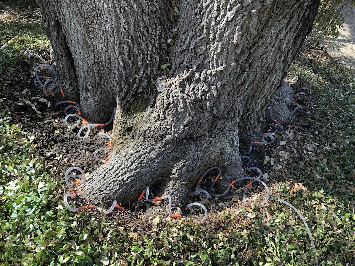 Detailed Tree Cabling and Bracing job site in South Bethlehem