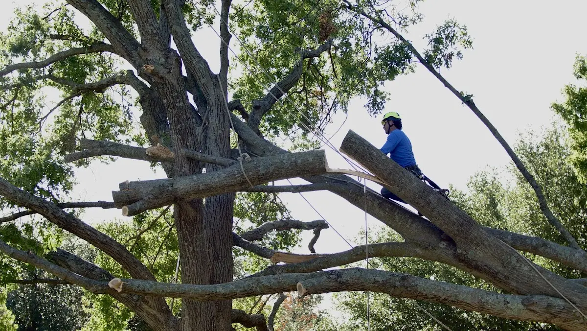Professional Crown Thinning performed by certified arborists in South Bethlehem