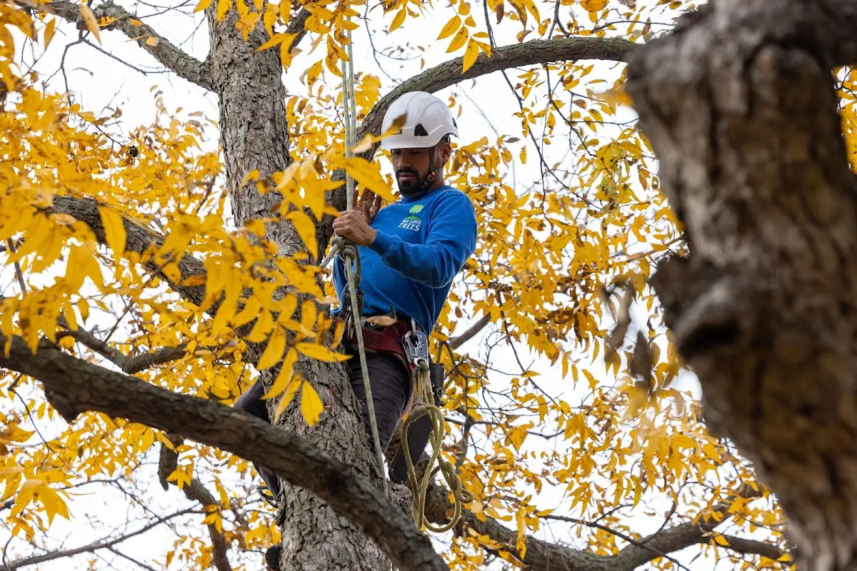 Skilled Tree Pruning crew working in South Bethlehem
