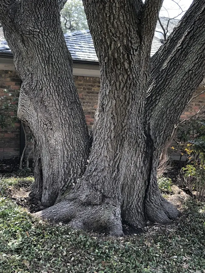 Mature heritage tree close to a South Bethlehem property cared for by certified arborists